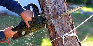 Trusted Tuckerton, NJ Tree Services Experts